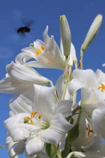 White lily flowers with a pollinator