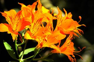 Lily flowers come in different colors, like orange