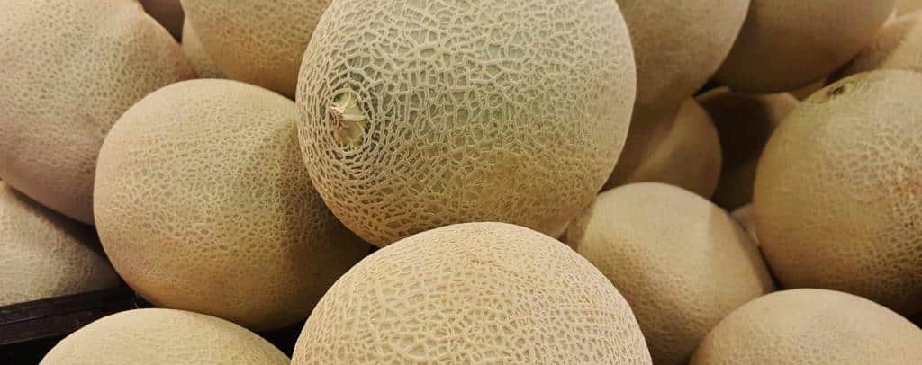 Growing melon for the harvest
