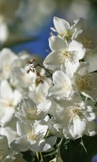 Flowers of the mock-orange tree