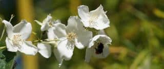 Mock-orange shrub with bumblebee