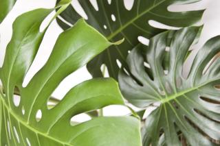 Monstera leaves