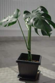 Monstera in a pot