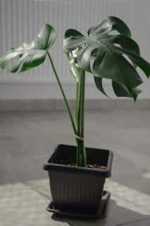 Monstera in a pot