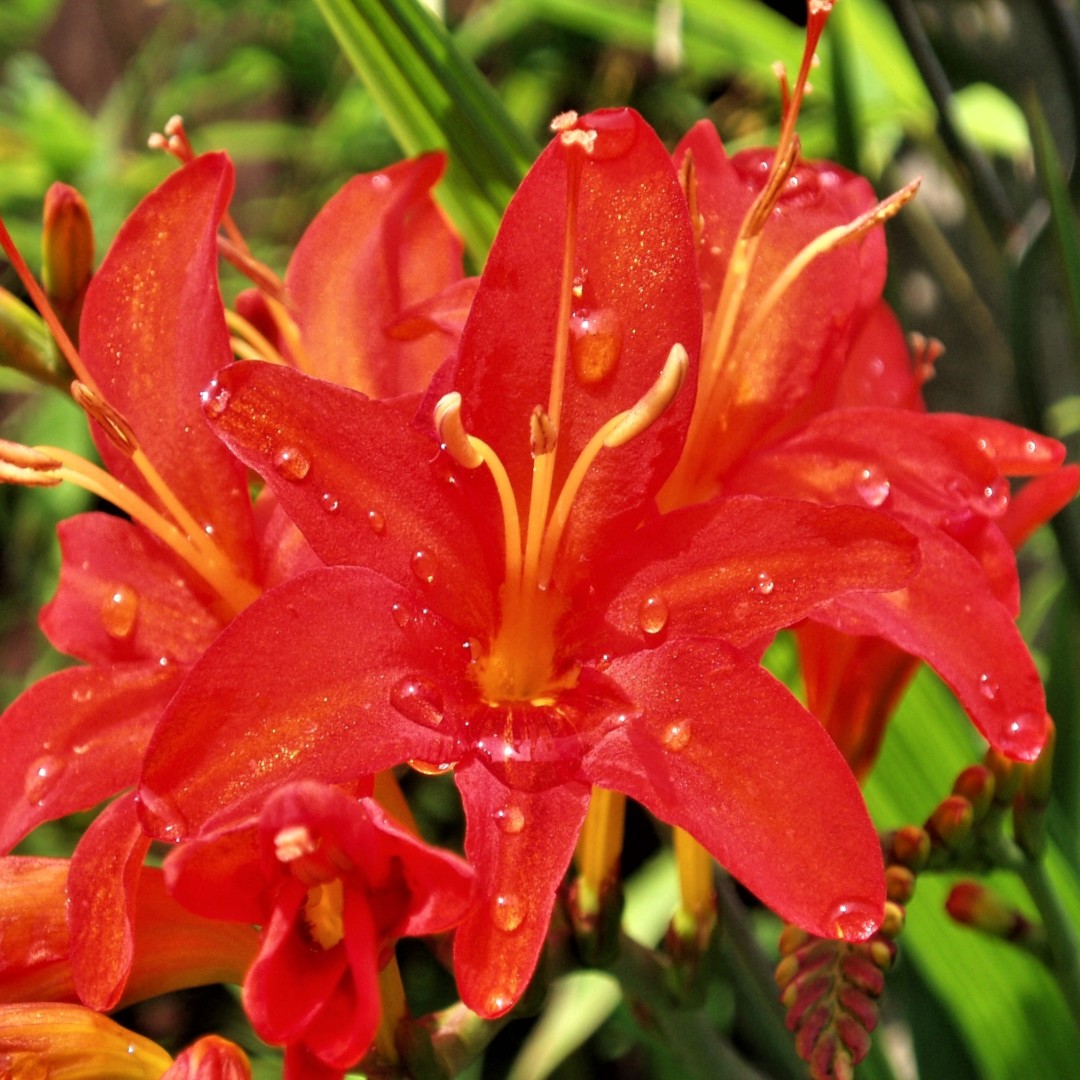 Blooming red montbretia, close-up