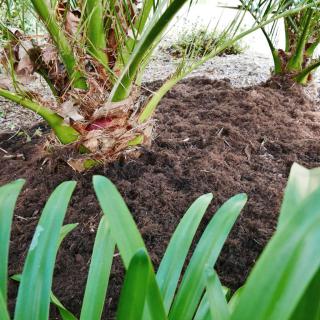 Mulch made from poplar bark is spread around palm trees.