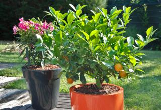 Mulch used in flower pots, filled to the brim with wood shards. Two pots, one a flower and one a citrus.
