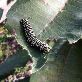 Monarch butterfly caterpillar