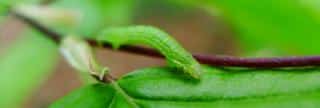 Cute green caterpillar difficult to notice
