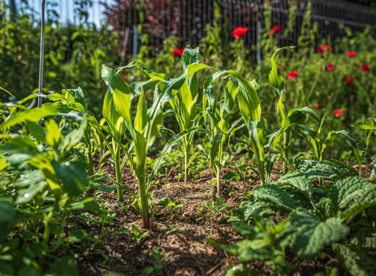 Healthy vegetable patch with natural fertilizer