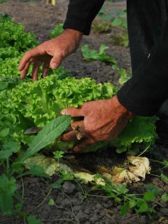 Natural fertilizer for vegetables