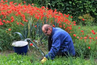 Pulling weeds out manually is one way to remove weeds naturally, without any chemicals