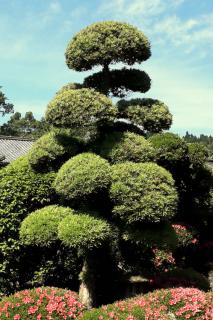 A tree pruned into cloud shapes, called niwaki pruning.