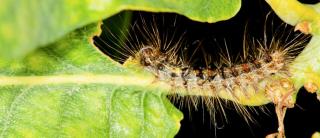 Oak processionary caterpillar