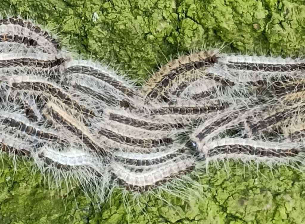 Oak processionary caterpillars writhing across oak tree bark in droves.