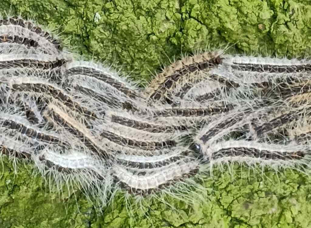 Oak processionary caterpillars writhing across oak tree bark in droves.