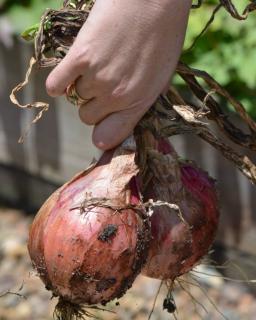 Onion varieties