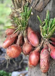 Onions drying in bunches in the shade.