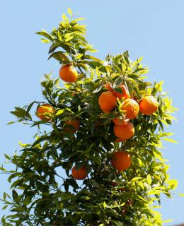 A loaded orange tree against a bright blue sky.