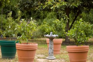 Potted orange tree