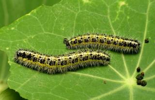 Two caterpillars on a nasturtium leaf with pellets of waste.