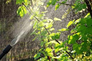 Organic treatments for fruit trees
