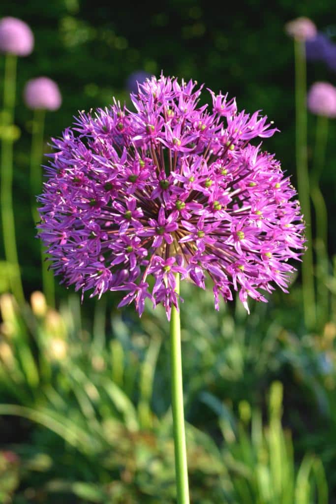 A beautiful single ornamental onion bloom like a purple firework.