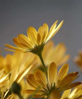 Planting osteospermum