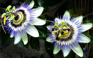 Passion flowers