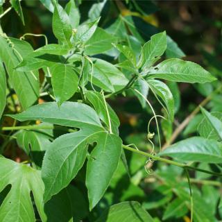 Passion vine and leaves