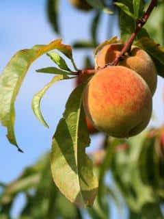 Peach on a peach tree, skin turning red.