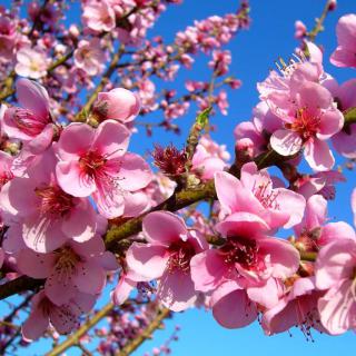 Peach tree flowers