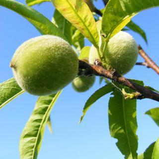 Unripe peaches