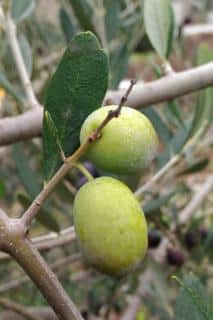Plump Picholine olives on the branch.