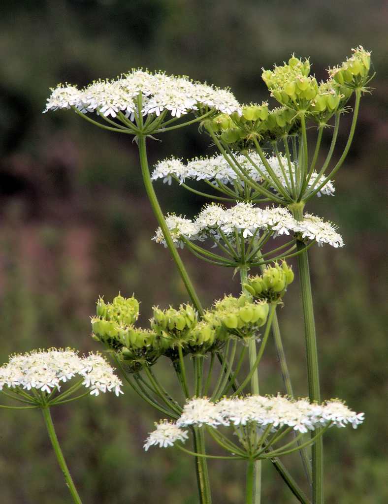 Aniseed plant flower umbels.