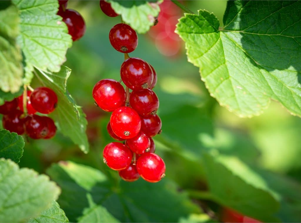 Red currant sprigs hanging from branches.