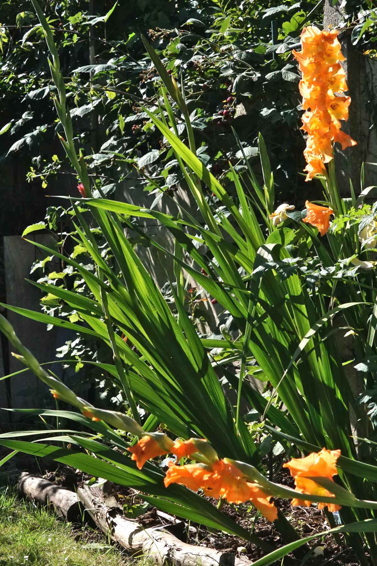 Gladiolus   planting and advice on caring for it