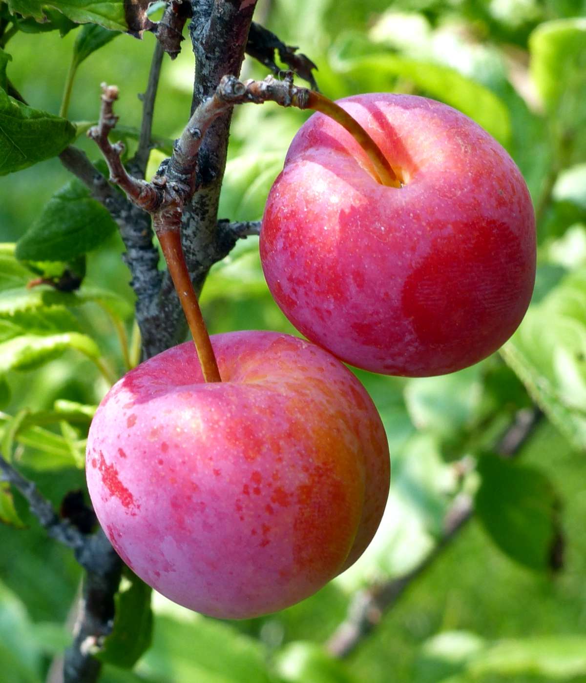 Plums on a plum tree