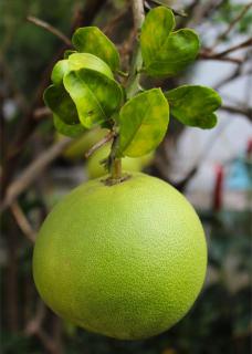 Large round green pomelo fruit hanging from a branch.