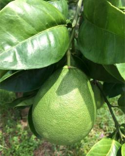 Pomelo hanging from a branch.