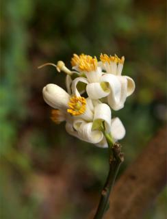 Four closely bunched white pomelo flowers with yellow stamens.