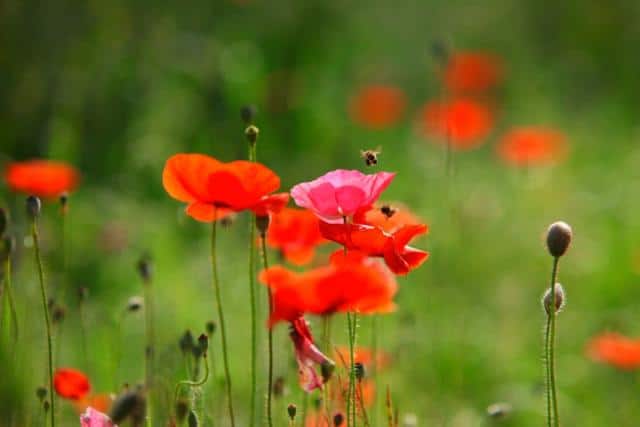 Poppy planting