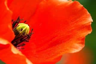 Poppy flower meaning