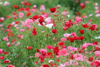 Poppy species in a field