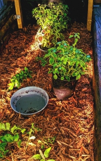 An impatiens remains potted but benefits from being in the ground for water and nutrients.