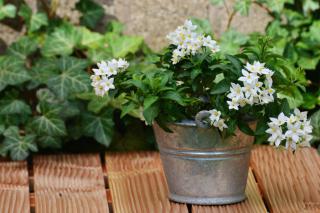 Potato vine care