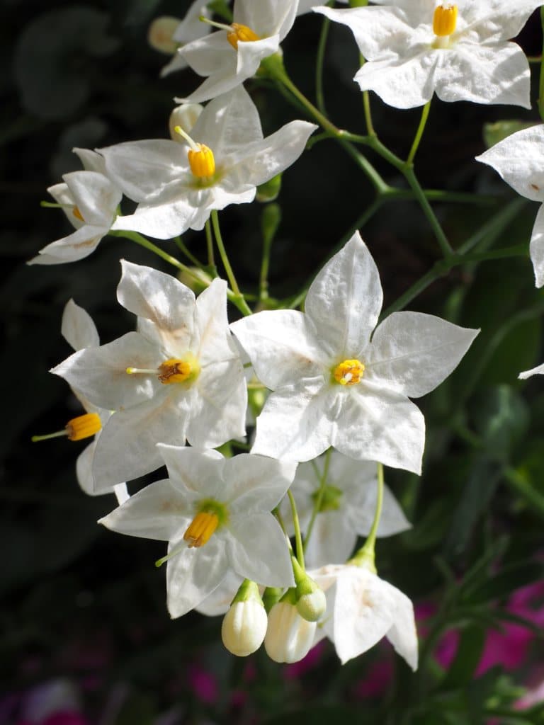 Potato vine flowers, solanum jasminoides, white with five petals