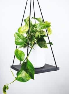 Pothos in white pot on stone slab