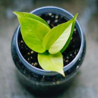 Pothos cutting in soil