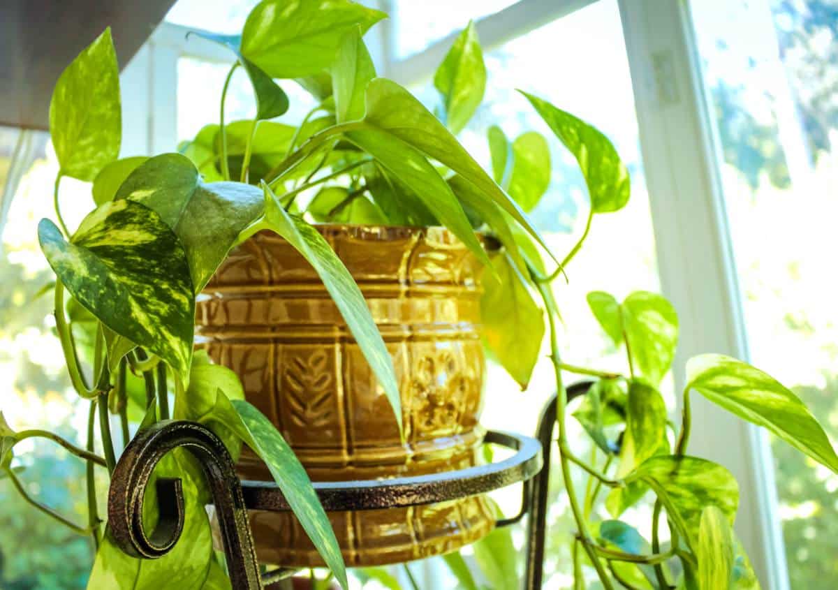 Potted pothos on wrought iron stand